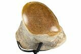 Polished Fossil Mosasaur Vertebra w/ Metal Stand - Texas #350880-3